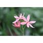 kaffir lily (Schizostylis coccinea 'Fenland Daybreak')