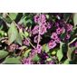 beauty berry (Callicarpa bodinieri var. giraldii 'Profusion')