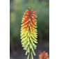 red hot poker (Kniphofia 'Royal Standard')