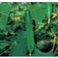 cucumber (cucumber 'Burpless Tasty Green' F1)