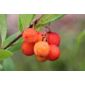 strawberry-tree (Arbutus unedo)