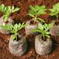 Coir Pellets - 1 tray, clear lid & 28 peat pellets