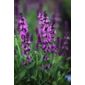 sage (Salvia × sylvestris 'Rose Queen')