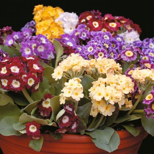 Image of Auricula 'viennese Waltz' - 1 Packet (25 Seeds)