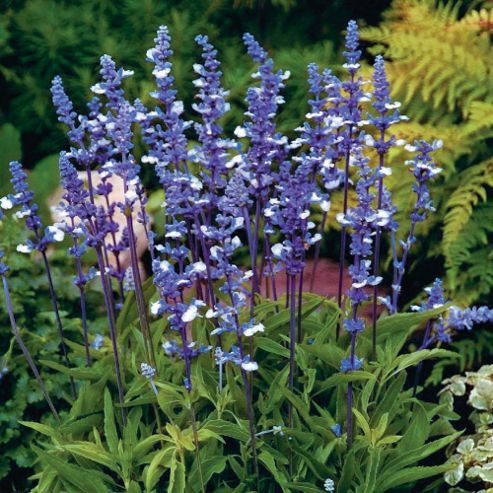 Image of Salvia Farinacea 'fairy Queen' - 1 Packet (40 Seeds)