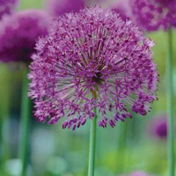 Allium hollandicum 'Purple Sensation' - Part of the Alan Titchmarsh Collection - 12 bulbs