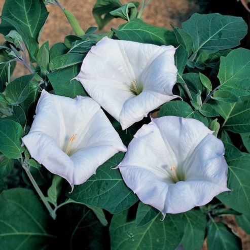 Image of Datura Meteloides 'evening Fragrance' - 1 Packet (8 Seeds)