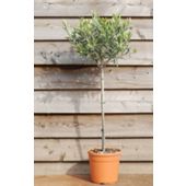 olive tree - (mini 1/2 standard) (Olea europaea)
