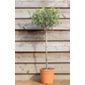 olive tree - (mini 1/2 standard) (Olea europaea)