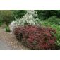 barberry (Berberis thunbergii f. atropurpurea 'Atropurpurea Nana')