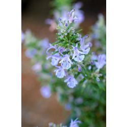 rosemary (Rosmarinus officinalis)
