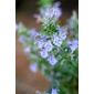 rosemary (Rosmarinus officinalis)