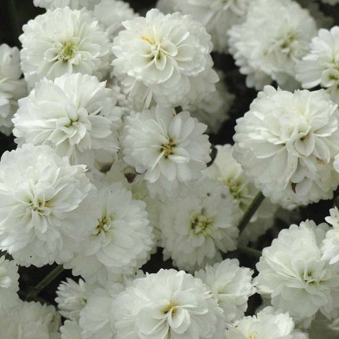 Image of Achillea Ptarmica 'double Diamond' - 1 Packet (80 Seeds)