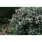 escallonia (Escallonia 'Iveyi')