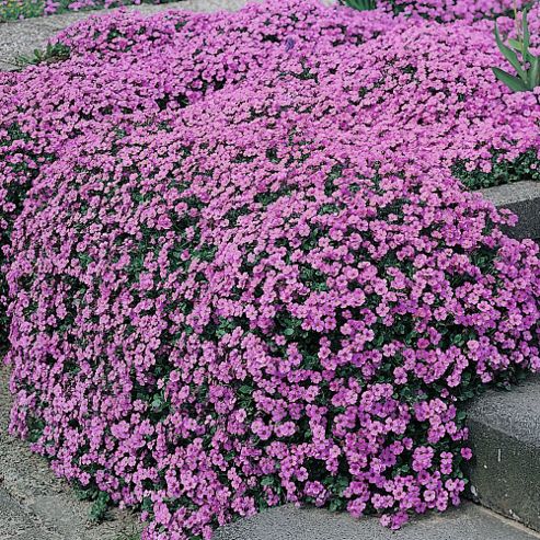 Image of Aubrieta 'purple Cascade' F1 Hybrid - 1 Packet (150 Seeds)