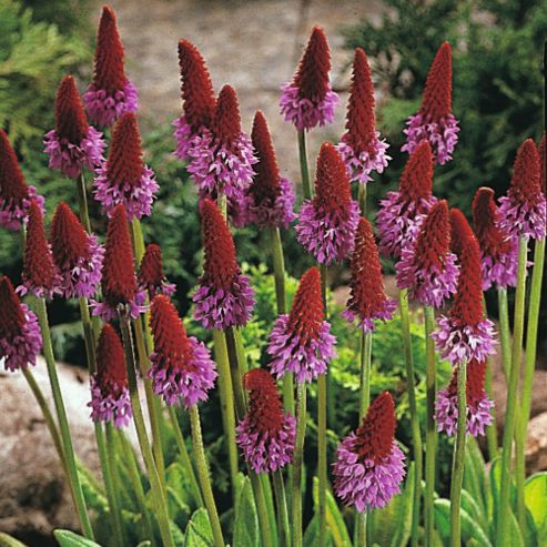 Image of Primula Vialii - 1 Packet (100 Seeds)