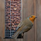 Peanut feeder