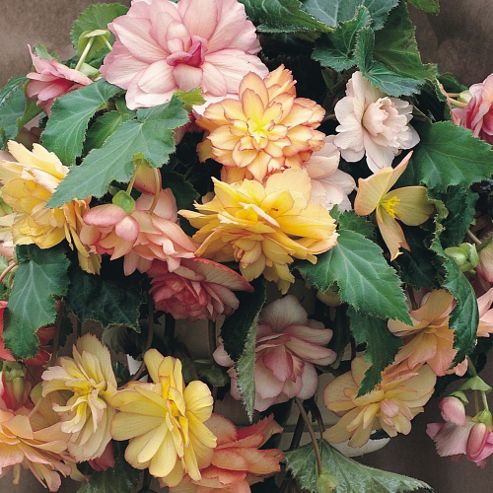 Image of Begonia X Tuberhybrida 'show Angels Mixed' F1 Hybrid - 1 Packet (40 Seeds)