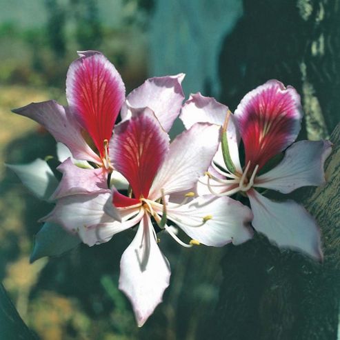Image of Purple Orchid Tree - Exotic Seed Collection - 1 Packet (5 Seeds)