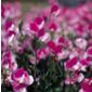 grandiflora sweet pea seed Painted Lady (Lathyrus odoratus 'Painted Lady')