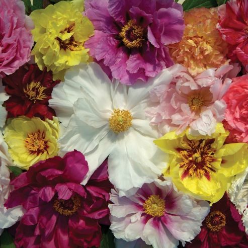 Image of Tree Peony 'rockii Mixed' - 1 Packet (5 Seeds)