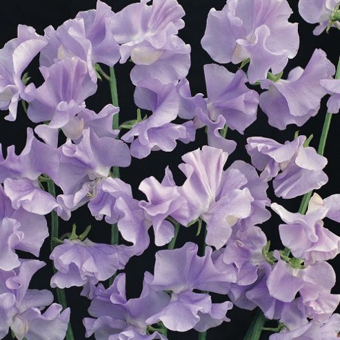 Image of Sweet Pea 'chatsworth' - 1 Packet (25 Seeds)