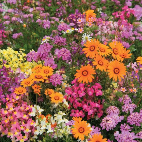 Image of Easy Annuals 'fairy Mixed' - 1 Packet (1000 Seeds)