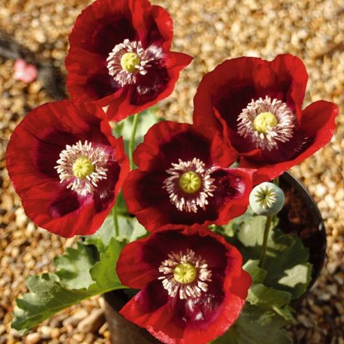 Image of Poppy 'cherry Glow' - 1 Packet (200 Seeds)