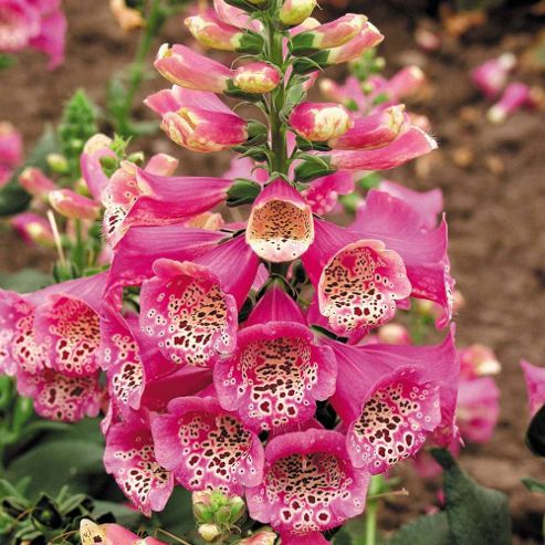 Image of Foxglove 'camelot Rose' F1 Hybrid - 1 Packet (16 Pellets)