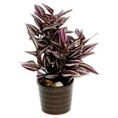 22CM TRADESCANTIA IN CERAMIC POT - PURPLE