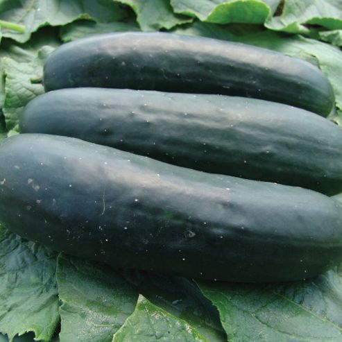 Image of Cucumber 'jogger' F1 Hybrid - 1 Packet (12 Cucumber Seeds)