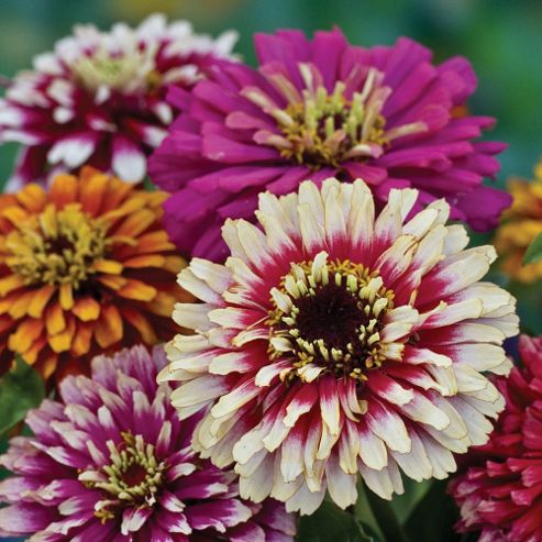 Image of Zinnia Elegans 'whirlygig Mixed' - 1 Packet (200 Seeds)