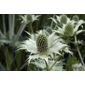 Miss Willmott's ghost (Eryngium giganteum)