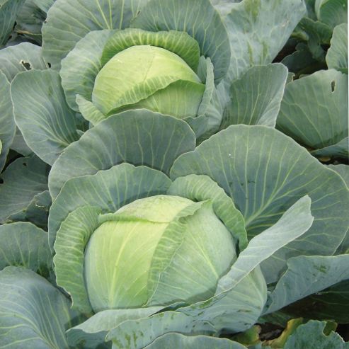 Image of Cabbage 'attraction' (autumn) - 1 Packet (50 Cabbage Seeds)
