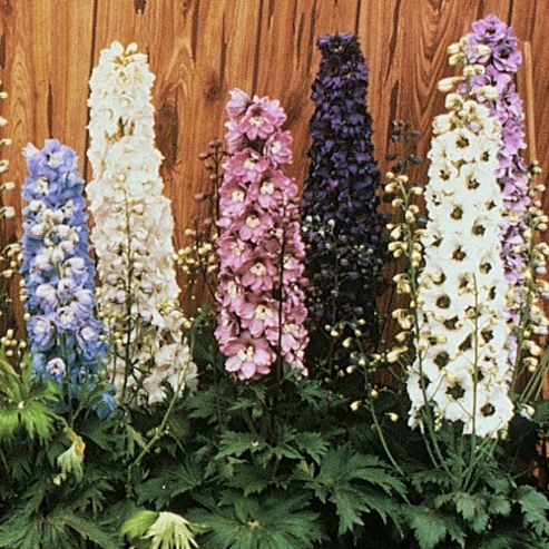 Image of Delphinium Hybridum 'magic Fountains Mixed' - 1 Packet (40 Seeds)