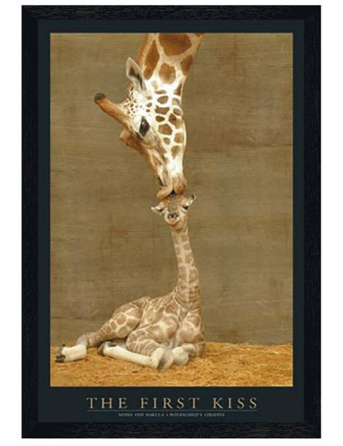Image of Giraffes Black Wooden Framed The First Kiss Poster