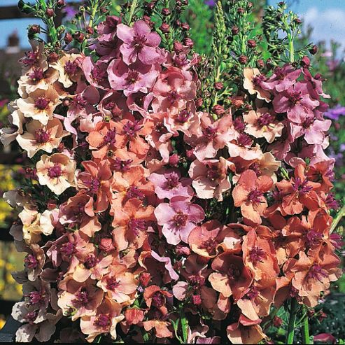 Image of Verbascum X Hybrida 'southern Charm' F1 Hybrid - 1 Packet (30 Seeds)