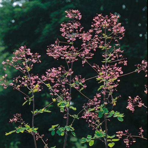 Image of Thalictrum Delavayi - 1 Packet (40 Seeds)