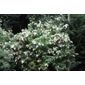 butterfly bush (Buddleja davidii 'White Profusion')