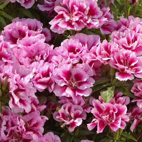 Image of Godetia 'rembrandt' - 1 Packet (400 Seeds)