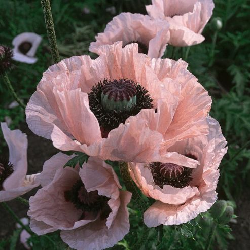 Image of Poppy 'coral Reef' - 1 Packet (45 Seeds)