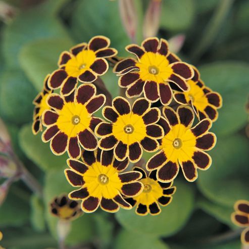 Image of Polyanthus 'gold Laced' - 1 Packet (25 Seeds)