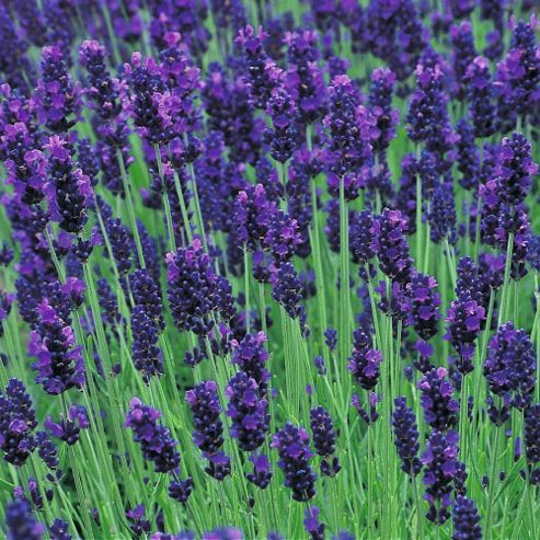 Image of Lavender 'hidcote' - 1 Packet (50 Seeds)