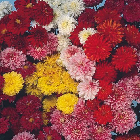 Image of Chrysanthemum X Koreanum 'fanfare Improved' F1 Hybrid - 1 Packet (40 Seeds)