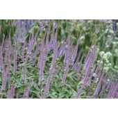 culver's root (Veronicastrum virginicum 'Fascination')