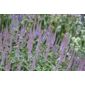 culver's root (Veronicastrum virginicum 'Fascination')