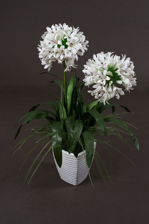 Image of Artificial 80cm White Agapanthus African Lily In Ceramic Pot