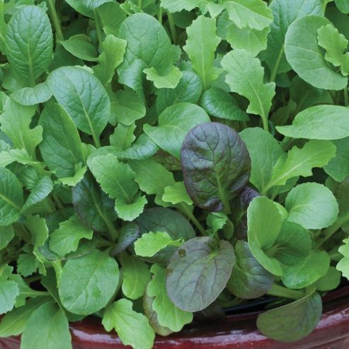 Image of Salad Leaves 'the Good Life Mix' - 1 Packet (150 Salad Seeds)