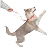 Clix House Line Training Dog Lead