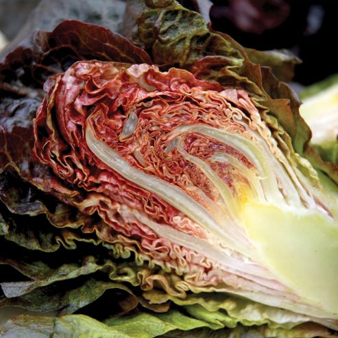 Image of Lettuce 'intred' (romaine/cos) - 1 Packet (200 Lettuce Seeds)